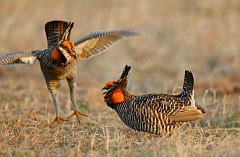 Greater Prairie-Chicken