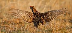 Greater Prairie-Chicken