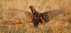 Greater Prairie-Chicken