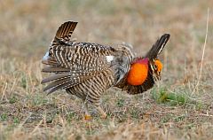 Greater Prairie-Chicken