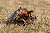 Greater Prairie-Chickenborder=