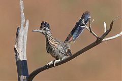 Greater Roadrunner