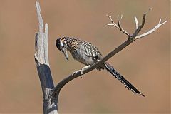 Greater Roadrunner