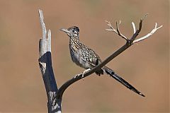 Greater Roadrunner