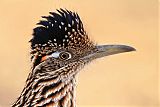 Greater Roadrunner