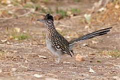 Greater Roadrunner