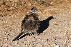 Greater Roadrunner