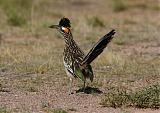 Greater Roadrunner