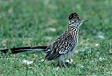 Greater Roadrunner