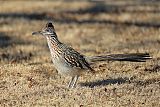 Greater Roadrunner