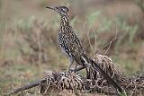 Greater Roadrunner