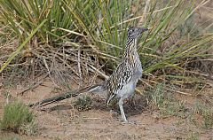 Greater Roadrunner