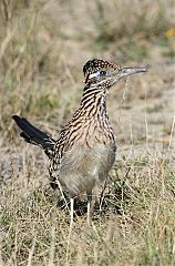 Greater Roadrunner