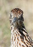 Greater Roadrunner