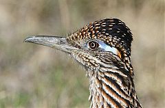 Greater Roadrunner