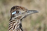 Greater Roadrunner