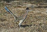 Greater Roadrunner