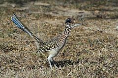 Greater Roadrunner