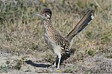 Greater Roadrunner