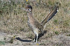 Greater Roadrunner