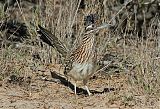 Greater Roadrunner