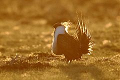 Greater Sage-Grouse