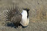 Greater Sage-Grouse