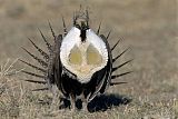 Greater Sage-Grouse