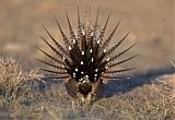 Greater Sage-Grouse