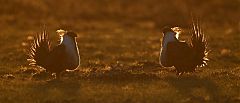 Greater Sage-Grouse