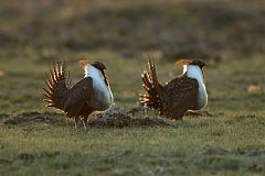 Greater Sage-Grouse