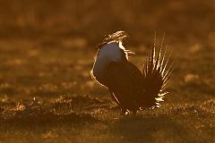 Greater Sage-Grouse