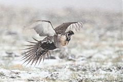 Greater Sage-Grouse