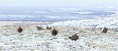 Greater Sage-Grouse