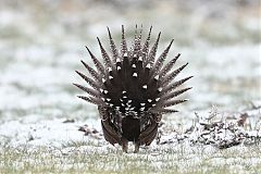 Greater Sage-Grouse