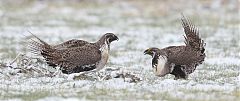 Greater Sage-Grouse