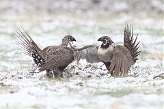 Greater Sage-Grouse