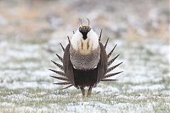 Greater Sage-Grouse