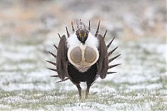 Greater Sage-Grouse