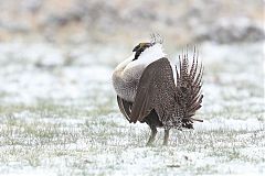 Greater Sage-Grouse