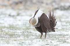 Greater Sage-Grouse