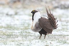 Greater Sage-Grouse