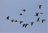 Greater White-fronted Goose