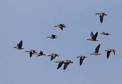 Greater White-fronted Goose