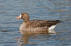 Greater White-fronted Goose