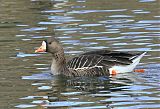 Greater White-fronted Goose