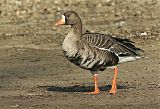 Greater White-fronted Goose