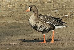 Greater White-fronted Goose