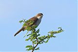 Greater Whitethroatborder=