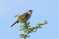 Greater Whitethroat